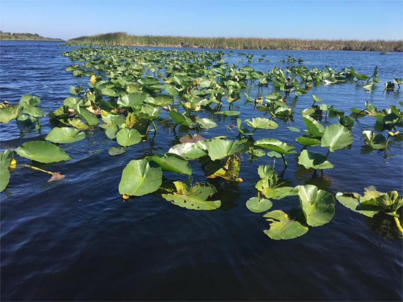 fotka reportu - Everglades